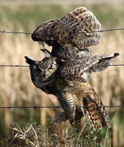 owl stuck in fence